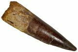 Fossil Spinosaurus Tooth - Restored Tip #355699-1
